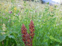 Orobanche gracilis 11, Bloedrode bremraap, Saxifraga-Ed Stikvoort