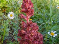 Orobanche gracilis 13, Bloedrode bremraap, Saxifraga-Ed Stikvoort