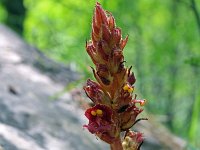 Orobanche gracilis 15, Bloedrode bremraap, Saxifraga-Jeroen Willemsen