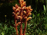 Orobanche gracilis 17, Bloedrode bremraap, Saxifraga-Ed Stikvoort