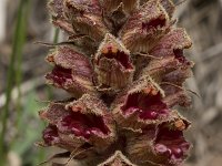 Orobanche gracilis 21, Bloedrode bremraap, Saxifraga-Willem van Kruijsbergen