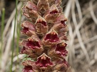 Orobanche gracilis 23, Bloedrode bremraap, Saxifraga-Willem van Kruijsbergen