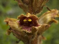 Orobanche gracilis 3, Bloedrode bremraap, Saxifraga-Marijke Verhagen