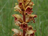 Orobanche gracilis 4, Bloedrode bremraap, Saxifraga-Willem van Kruijsbergen