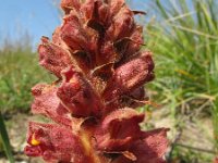 Orobanche gracilis 5, Bloedrode bremraap, Saxifraga-Rutger Barendse