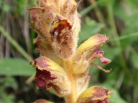 Orobanche gracilis 6, Bloedrode bremraap, Saxifraga-Jan Willem Jongepier