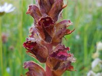 Orobanche gracilis 8, Bloedrode bremraap, Saxifraga-Ed Stikvoort