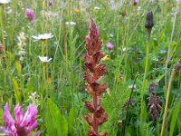 Orobanche gracilis 9, Bloedrode bremraap, Saxifraga-Ed Stikvoort