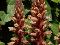 Orobanche hederae 10, Klimopbremraap, Saxifraga-Ed Stikvoort