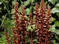 Orobanche hederae 12, Klimopbremraap, Saxifraga-Ed Stikvoort