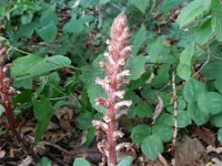 Orobanche hederae 14, Klimopbremraap, Saxifraga-Rutger Barendse