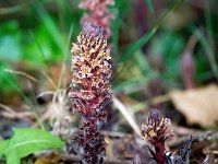 Orobanche hederae 16, Klimopbremraap, Saxifraga-Bart Vastenhouw