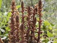 Orobanche hederae 18, Klimopbremraap, Saxifraga-Willem van Kruijsbergen