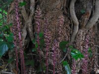 Orobanche hederae 2, Klimopbremraap, Saxifraga-Ed Stikvoort