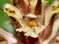 Orobanche hederae 20, Klimopbremraap, Saxifraga-Sonja Bouwman  1027. Klimopbremraap - Orobanche hederae - Orobanchaceae familie (i) Sandwijck (De Bilt)