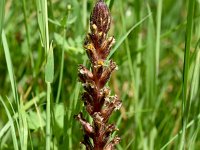 Orobanche hederae 21, Klimopbremraap, Saxifraga-Sonja Bouwman  1027. Klimopbremraap - Orobanche hederae - Orobanchaceae familie (i)