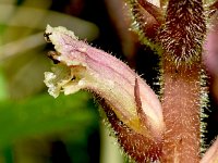 Orobanche hederae 22, Klimopbremraap, Saxifraga-Sonja Bouwman  1027. Klimopbremraap - Orobanche hederae - Orobanchaceae familie (i)