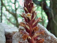 Orobanche hederae 23, Klimopbremraap, Saxifraga-Tom Heijnen