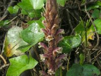 Orobanche hederae 3, Klimopbremraap, Saxifraga-Ed Stikvoort