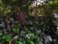 Orobanche hederae 4, Klimopbremraap, Saxifraga-Ed Stikvoort