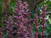 Orobanche hederae 9, Klimopbremraap, Saxifraga-Ed Stikvoort