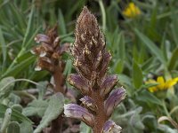 Orobanche minor 12, Klavervreter, Saxifraga-Willem van Kruijsbergen