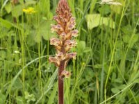 Orobanche minor 13, Klavervreter, Saxifraga-Peter Meininger