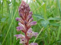 Orobanche minor 14, Klavervreter, Saxifraga-Ed Stikvoort