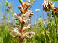 Orobanche minor 19, Klavervreter, Saxifraga-Rutger Barendse