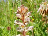 Orobanche minor 20, Klavervreter, Saxifraga-Rutger Barendse