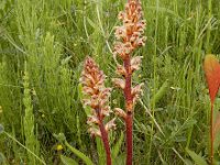 Orobanche minor 22, Klavervreter, Saxifraga-Ed Stikvoort