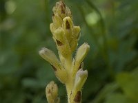 Orobanche minor 4, Klavervreter, Saxifraga-Willem van Kruijsbergen