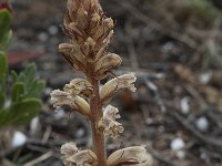 Orobanche minor 9, Klavervreter, Saxifraga-Willem van Kruijsbergen