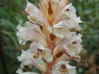 Orobanche picridis 11, Bitterkruidbremraap, Saxifraga-Ed Stikvoort