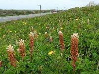 Orobanche picridis 3, Bitterkruidbremraap, Saxifraga-Jelle van Dijk