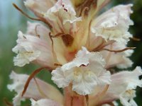 Orobanche picridis 9, Bitterkruidbremraap, Saxifraga-Ed Stikvoort