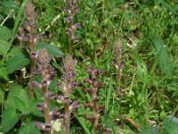 Orobanche pubescens 4, Saxifraga-Ed Stikvoort