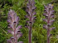 Orobanche pubescens 5, Saxifraga-Ed Stikvoort