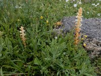 Orobanche pubescens 7, Saxifraga-Ed Stikvoort