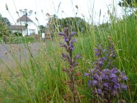 Orobanche purpurea 2, Blauwe bremraap, Saxifraga-Jelle van Dijk