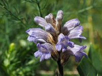 Orobanche purpurea 23, Blauwe bremraap, Saxifraga-Hans Dekker