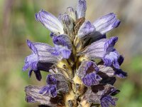 Orobanche purpurea 25 , Blauwe bremraap, Saxifraga-Sonja Bouwman  946. Blauwe bremraap - Orobanche purpurea - Orobanchaceae familie (i) Den Haag, Vlaggenduin (Katwijk aan Zee)