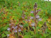 Orobanche ramosa 10, Hennepvreter, Saxifraga-Ed Stikvoort