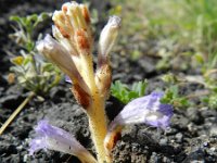 Orobanche ramosa 13, Hennepvreter, Saxifraga-Rutger Barendse