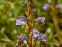 Orobanche ramosa 14, Hennepvreter, Saxifraga-Harry Jans