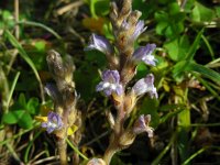 Orobanche ramosa 2, Hennepvreter, Saxifraga-Ed Stikvoort