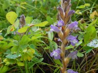 Orobanche ramosa 3, Hennepvreter, Saxifraga-Ed Stikvoort