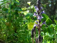 Orobanche ramosa 7, Hennepvreter, Saxifraga-Ed Stikvoort