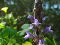 Orobanche ramosa 8, Hennepvreter, Saxifraga-Ed Stikvoort