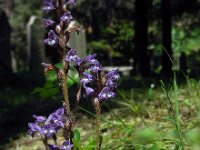 Orobanche ramosa 9, Hennepvreter, Saxifraga-Ed Stikvoort